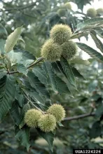 Close up of Chinese chestnuts.