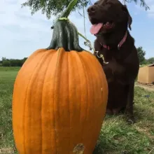 Dog sitting behind large pumpkin.
