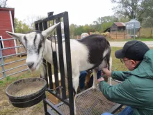 Visitors can learn to milk a goat and sample goat gelato at Honey Creek Creamery.