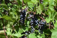 Close-up of ripe grapes on a vine.