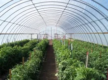 Greenhouse full of healthy crops.