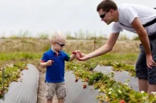 Adult handing young child a strawberry picked right off the vine.