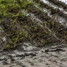 Flooding in a vegetable field.