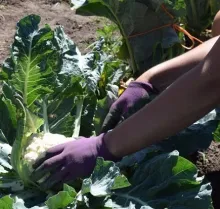 Gloved hands pulling cauliflower head from plant.