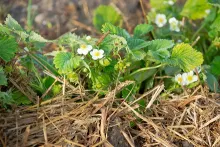 Strawberry plant surrounded by hay with small white blooms.