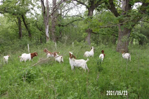 Managing forest site preparation with goats .