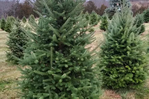 Christmas trees at Hainstock Christmas Trees.