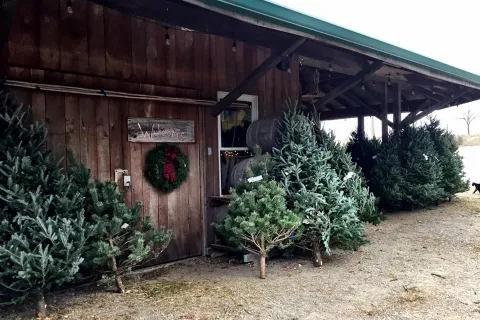 Cut Christmas trees leaning against building.