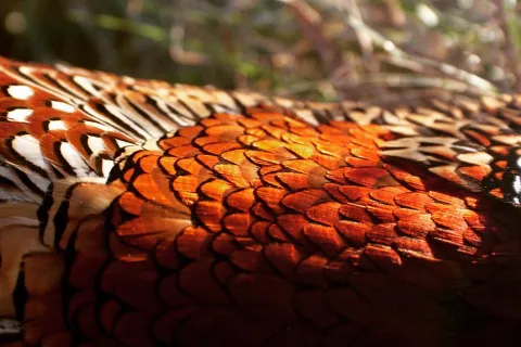 Close up of pheasant at Highland Hunting.