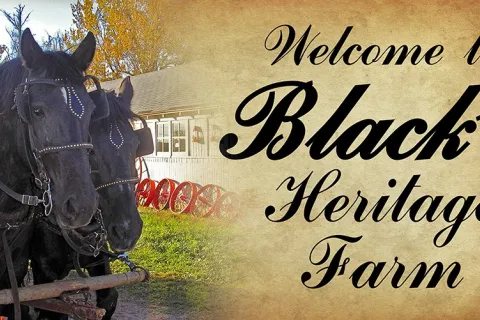 Black's Heritage farm with plow horse.