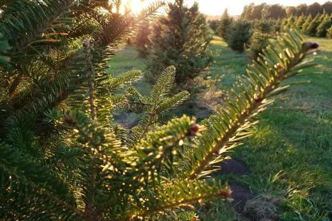 Close up of tree branch at sunset with rows of trees in the background.