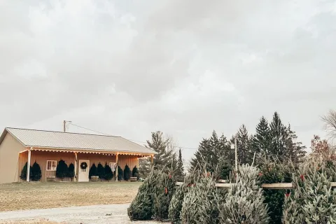 Christmas trees lined up in front of Tippecanoe Tree Company office.