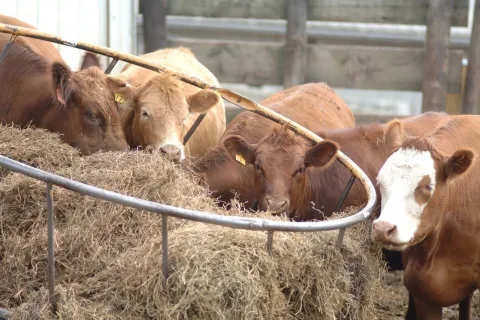 Cows eating from hay ring at Rosmann Family Farms.