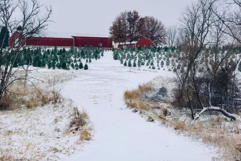 Snow covered trees of all different sizes with farm buildings in the background at Walnut Ridge Farms.