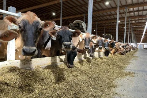 Herd of cattle eating hay in building.