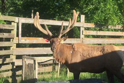 Elk staring at camera.