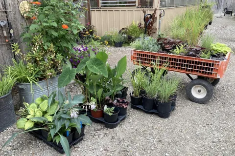 Plants from nursery stacked in groups.