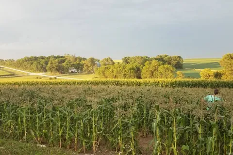 Corn field at Corn for a Cause farm.