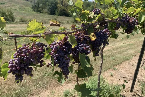 Bunch of ripe grapes on vine at Nearwood Winery and Vineyards.