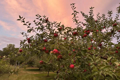 Trees full of ripe red apples at sunrise.