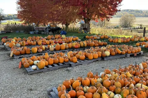 Rows of pumpkins at Kahler's Pumpkin Patch.