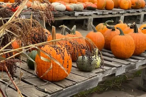 Tables full of pumpkins in varying sizes and colors.