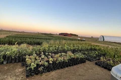 View of Kelly Tree Farm at dusk.