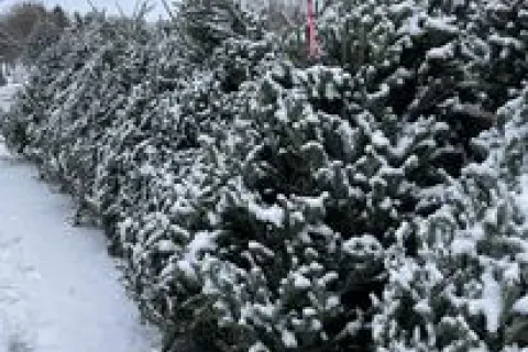 Row of Christmas trees dusted with snow at The Fisher Tree Farm.