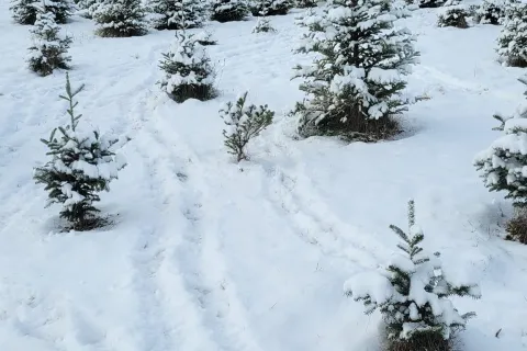 Trees on a snow covered slope at Wickiup Hill Tree Farm