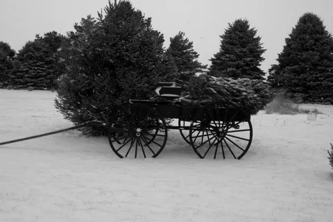 Antique wagon with cut Christmas tree.