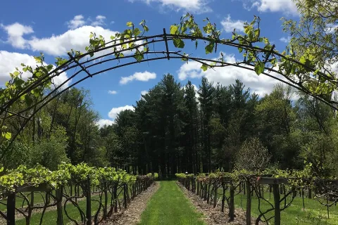 Arch at entrance framed by grape vines.