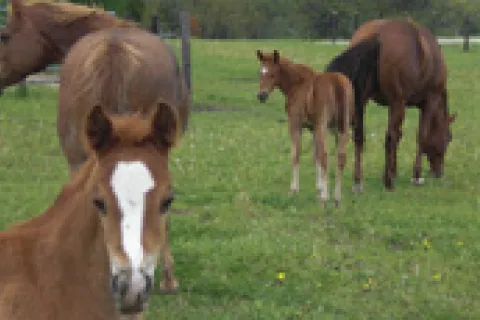 Horses grazing in pasture at Bailey Quarter Horses.