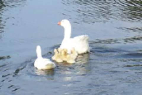 Adult and young duck swimming in a pond at Brink Farms.