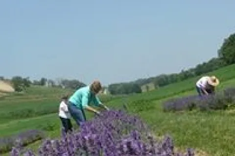 People cutting blooming lavender.