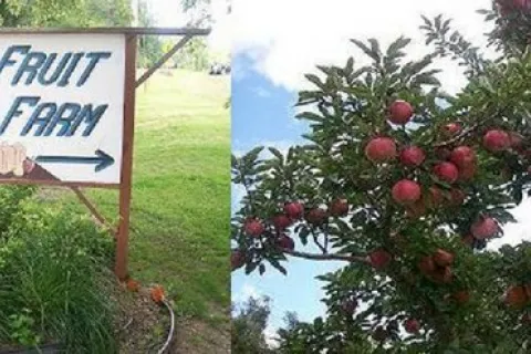 Small's Fruit Farm sign and apple tree with ripe red apples.