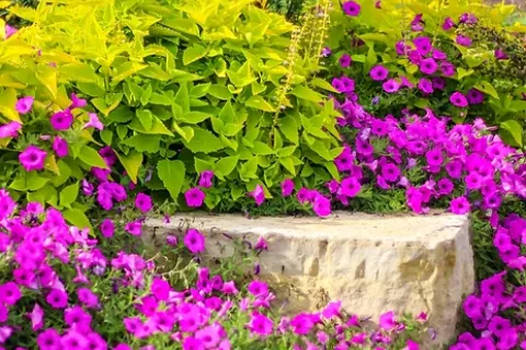 Greenery and plants with purple flowers growing abundantly.