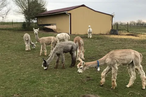 Freshly sheared Alpacas eating grass in a pasture at C & M Acres.