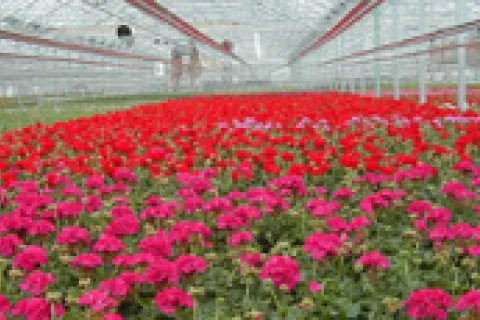 Greenhouse full of plants with pink and red flowers.