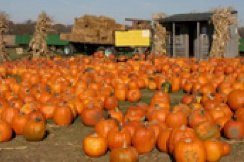 Pumpkins of all shapes and sizes scattered in front of Pride of Wapsi.