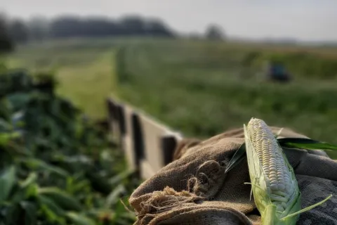 Ear of sweet corn on burlap sack with field in the background.