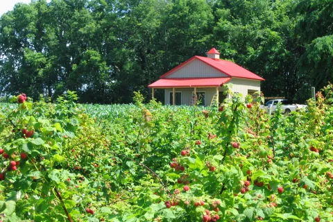 Raspberry field with ripe fruit and building in the background.