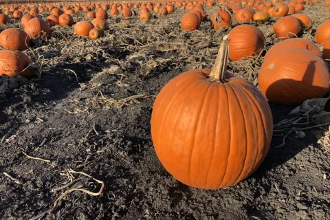 Large orange pumpkins sitting in a field