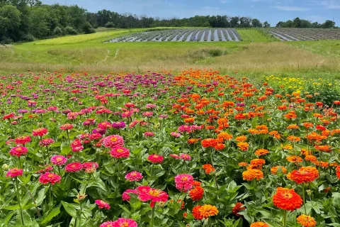 Field of red flowers at PepperHarrow Farm. 