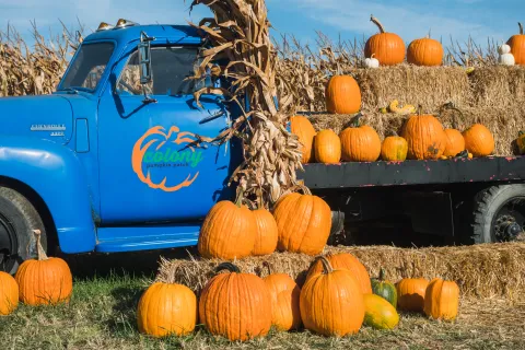 Antique blue truck loaded with pumpkins and hay bales.