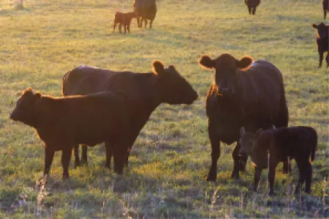 Cows grazing at sunset.