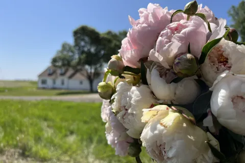 The Barnswallow Cottage during Peony season.