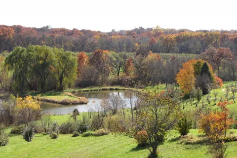 The apple orchard at Wilson's Orchard with a lake in the background.