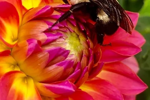 Close up of a bee on a pink flower with yellow center.