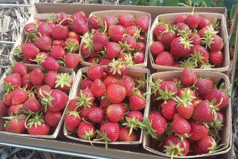 Table overflowing with containers of big ripe strawberries.