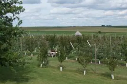 Young trees at Timeless Prairie Orchard.